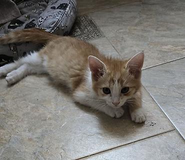 вязка коты: Отдам котенка в добрые руки — 3