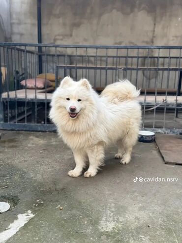 samoyed balasi satilir: Samoyed, 1 il, Erkek, Peyvəndli, Pulsuz çatdırılma