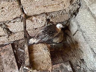 ov quşları: Qaraqanad ve Yava tovuz quslari,4 ayliq. 1ededi 250 azn - — 3