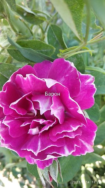 Роза: Саженцы садовых роз (кустарниковые/чайно-гибридные, флорибунда) — — 9