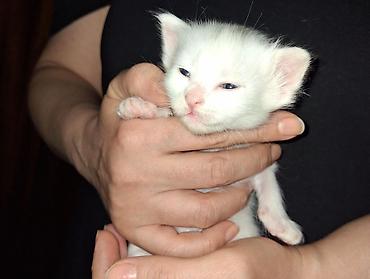 Кошки: Ağ rəngli balaca pişik balası - Tam ağ, yumşaq tüklü balaca pişik - — 1
