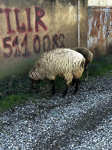 ordək necə gunə bala cixarir: Salam Aleykum! Allah hamının malına, ruzisinə bərəkət versin! 🤲🐑 🐏 — 10