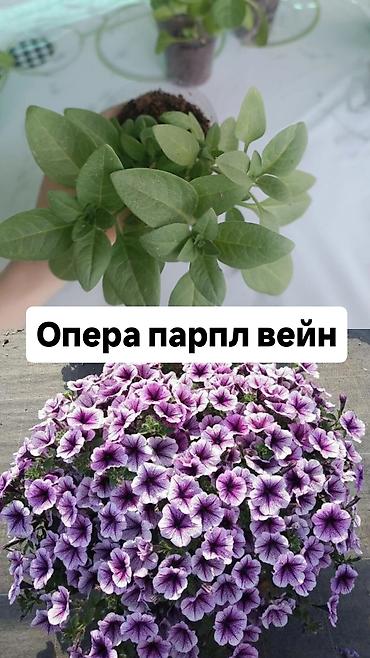 Другие садовые цветы и кустарники: Самовывоз — 5