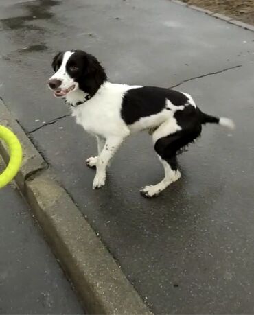 породистая собака: Продаётся чистокровный Английский спрингер спаниель полевого