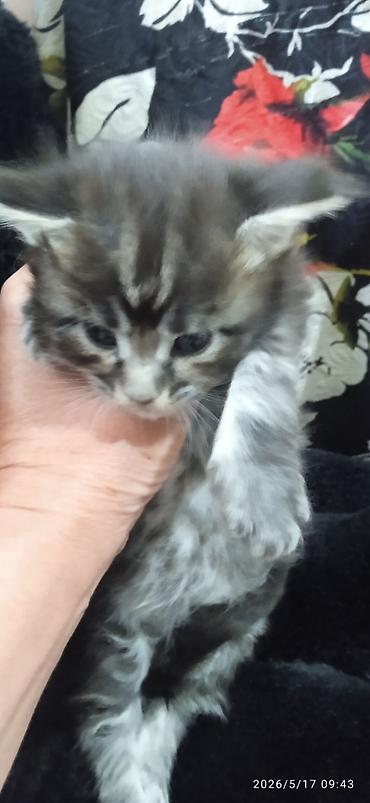 Продажа кошек: Мейн-кун, 1 месяц, Мальчик at lalafo.kg — 6 Продажа кошек: Мейн-кун, 1 месяц, Мальчик — 6