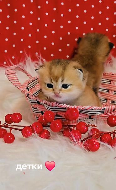 вязку: Вязка кошек ! Не продажа ! Шикарный клубный котик Шотландский — 8