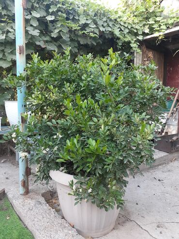 водоросли для аквариума купить: Продам растения муррайя большой цветущий куст 8тыс папоротники от 500с