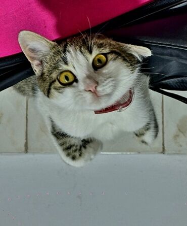 где можно купить котенка: Самка, В добрые руки