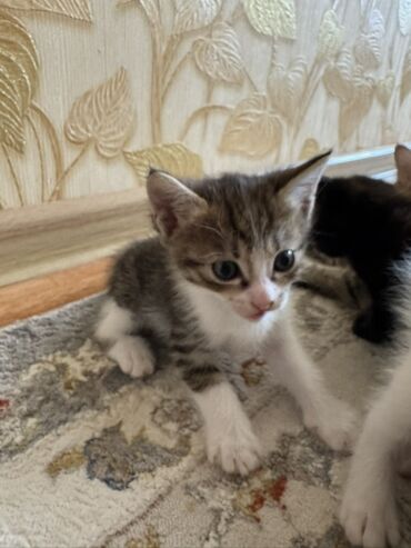 бархатные котята: ОТДАМ КОТЯТ В ХОРОШИЕ РУКИ! Очень милые, игривые. Им чуть больше
