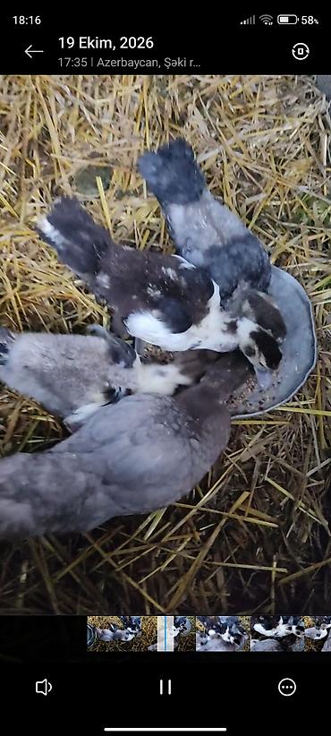 lal ordək balaları: 1 Ay yarımlıq lal ördək balaları satılır
ünvan:şəki çatdırılma var — 1