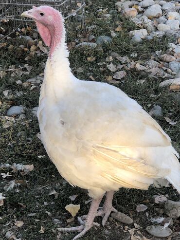 сколько стоит 1 кг домашних пельменей: Продаю оптом бройлерных индюков !!! Имеется 90 голов В данное время