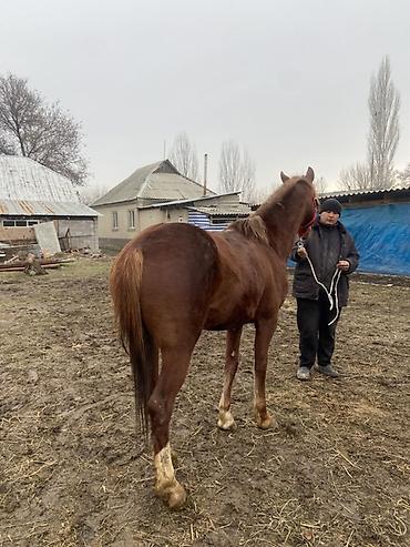 Лошади, кони: Продаю | Конь (самец) | Рабочий — 6