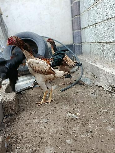 Куры, петухи: Продаю | Куры | На забой, Несушки, Для боев — 5