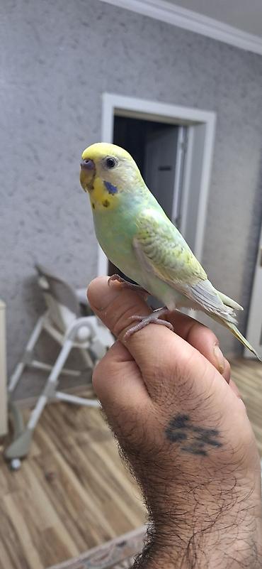 bulbul quşu haqqında məlumat: 3 aylıq sağlam erkək rainbov ələ öyrəşən vaxtıdı Xüsusiyyətlər: - — 3