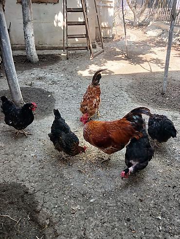 quş: Yumurtlayan toyuqlar, xoruzlar, çolpalar, 1 aylıq cücələrdə var — 5