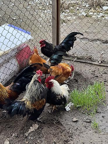 Куры, петухи: Продаю | Петух | Для разведения — 14