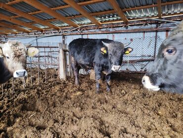 Коровы, быки: Продаю | Бык (самец) | На откорм — 8