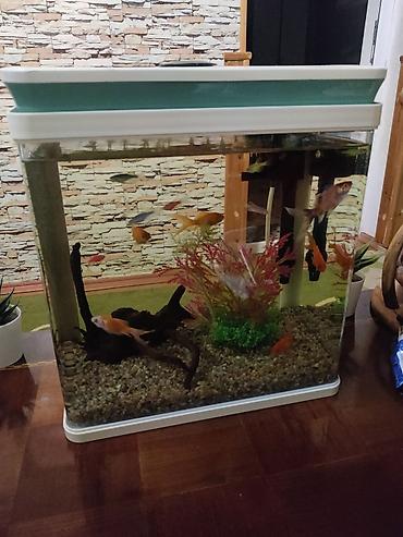 akvarium az: Salam zavod akvarumdu hec bir cizigi sinigi yoxdur şekilde gorunduyu — 4
