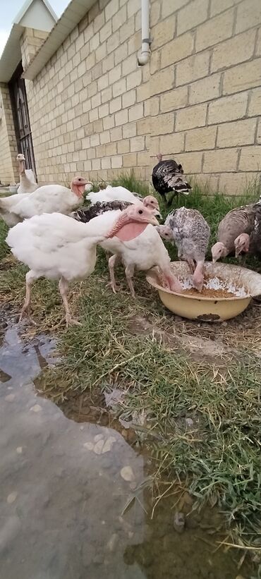 Inəklər, öküzlər: Dişi, Kanada, Ətlik, Rayonlara çatdırılma