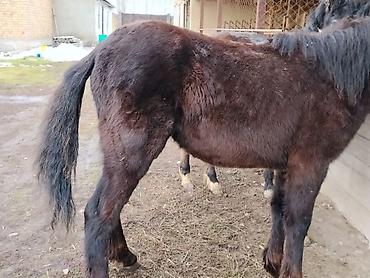 Лошади, кони: Продаю | Жеребенок | Для разведения | Племенные — 5