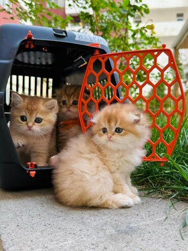 Pişiklər: Britan yastı qulaq, Erkək, Dişi, Yaxşı əllərə, Ünvandan götürmə, Pulsuz çatdırılma, Ödənişli çatdırılma — 31