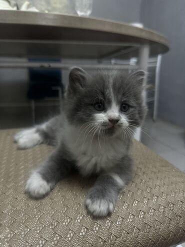 домик туалет для кошек: 3 месяца, Мальчик