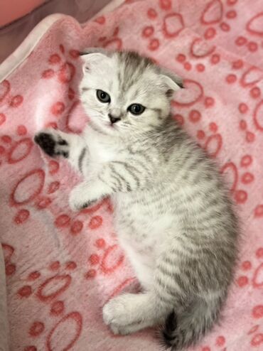 Pişiklər: Şotland, Erkək, Dişi, Ünvandan götürmə -da lalafo.az — 6 Pişiklər: Şotland, Erkək, Dişi, Ünvandan götürmə — 6