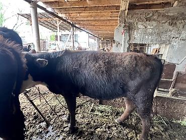 Коровы, быки: Продаю | Бык (самец) | Привязанные — 11