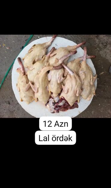 qu quşu və çöl qazı: Другие птицы