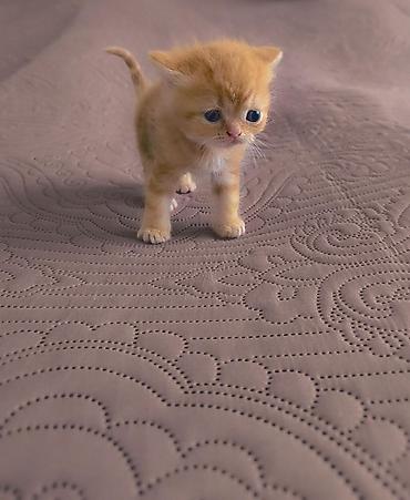 Pişiklər: Şotland — 6