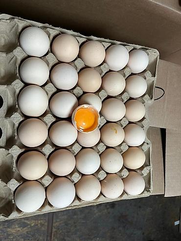 яйца фазана: 🥚 ПОСТАВКА КУРИНЫХ ЯИЦ ПО БИШКЕКУ Здравствуйте! Предлагаем куриные — 2