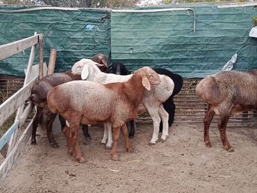продажа щенков немецкой овчарки в бишкеке с документами: Продаю | Овца (самка) | Для разведения | Ярка