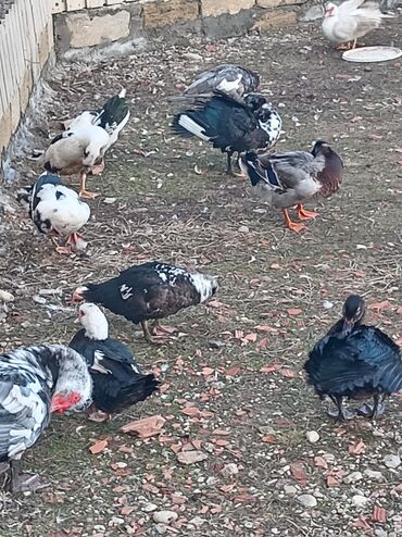 Ördəklər: 30 ədəd 2 aylıq Lal ördək balaları. 9 ədəd böyük Lal ördək. 2 ədəd — 11