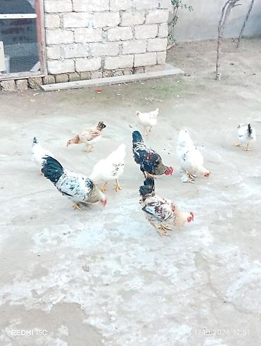 cucelerin satisi: Məişət təsərrüfatı üçün toyuqlar - Şəkillərdə müxtəlif rəngli kənd — 6
