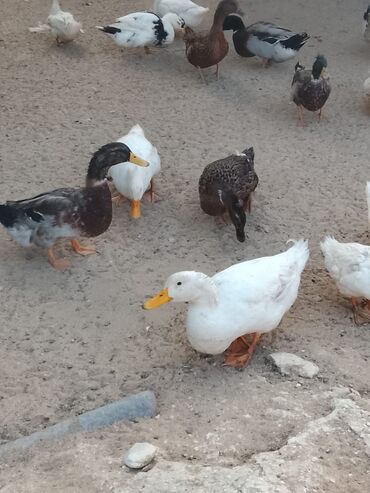Ördəklər: Satılır: ördək sürüsü - Növlər və rənglər: ağ, qara, boz, qəhvəyi və — 12