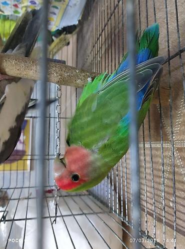 Tutuquşları: Papuqaylar biri 15 Azn erkey disi var korella 50-70 azn — 2