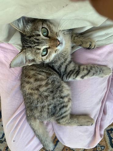 объявления про котят: Кошка даром: Беспородная, 2 месяца, Девочка — 2