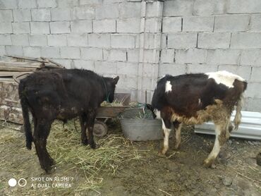 уй ети: Продаю | Бык (самец) | Для разведения at lalafo.kg уй ети: Продаю | Бык (самец) | Для разведения