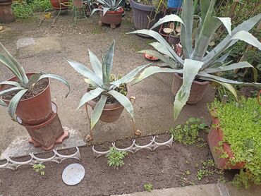 Baštenska dekoracija: Kaktusiviše vrsta i veličina, preuzimanje lično i dogovor — 9