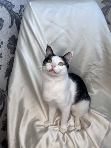 Продажа кошек: Беспородная, 9 месяцев, Мальчик, Биколор, Приучена к лотку, Проглистована, С документами — 8