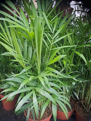 Ostale kućne biljke: Filadendron, velika biljka sa prve slike je 1000, Chlorophytum sa — 17