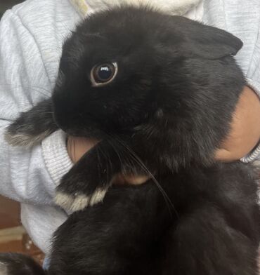 кролик калифорницы: Продаем кролика 3 месяца домашний ручной . 700 сом