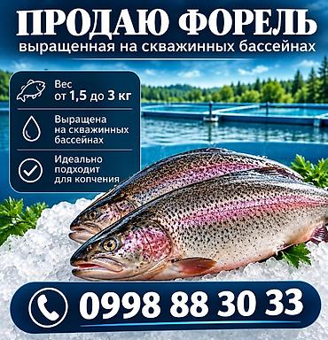Форель радужная, выращенная на скважинных бассейнах. Характеристики