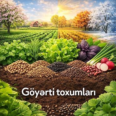 Təbiətə qayıdış 🌱 Göyərti toxumlarının satışı 🎁 lalafo.az -da Təbiətə qayıdış 🌱 Göyərti toxumlarının satışı 🎁