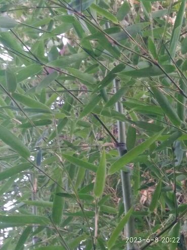 Декоративные деревья: Бамбук для сада и удочек. Саженцы. Идеален для изготовления удочек — 8