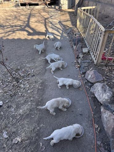 Продажа собак: Щенки светлого окраса лабрадоров/ретриверов 4 мальчика, 3 девочки У — 9