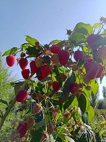 Фрукты и ягоды: Саженцы малины мапема полонез принимаю заказы на саженцы Малина — 2