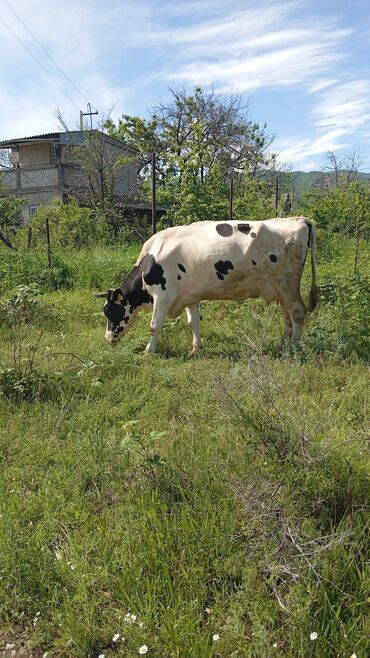 корова на продажу: Продаю | Корова (самка) | Голштин | Для молока