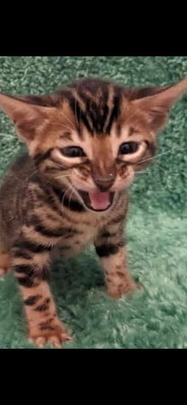 Продажа кошек: Друзья. !!!.в питомнике Бен Гла Мур. долгожданные новые детки — 14