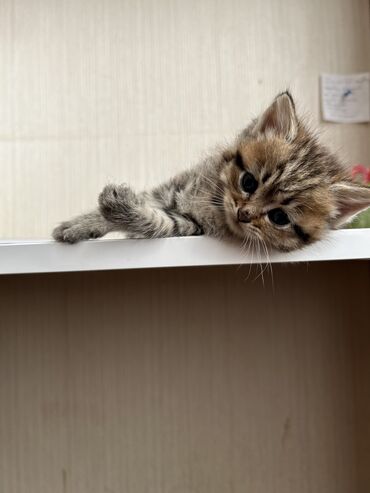 Pişiklər: Şinşilla -da lalafo.az — 13 Pişiklər: Şinşilla — 13